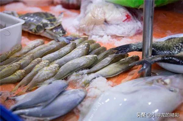 市场上常见的鱼有哪几种,八种好养的野生鱼