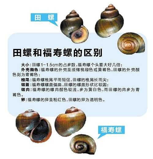 多地出现福寿螺寄生虫感染事例,2006年广东福寿螺寄生虫事件