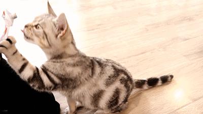 猫主子驾到,猫咪主子驾到