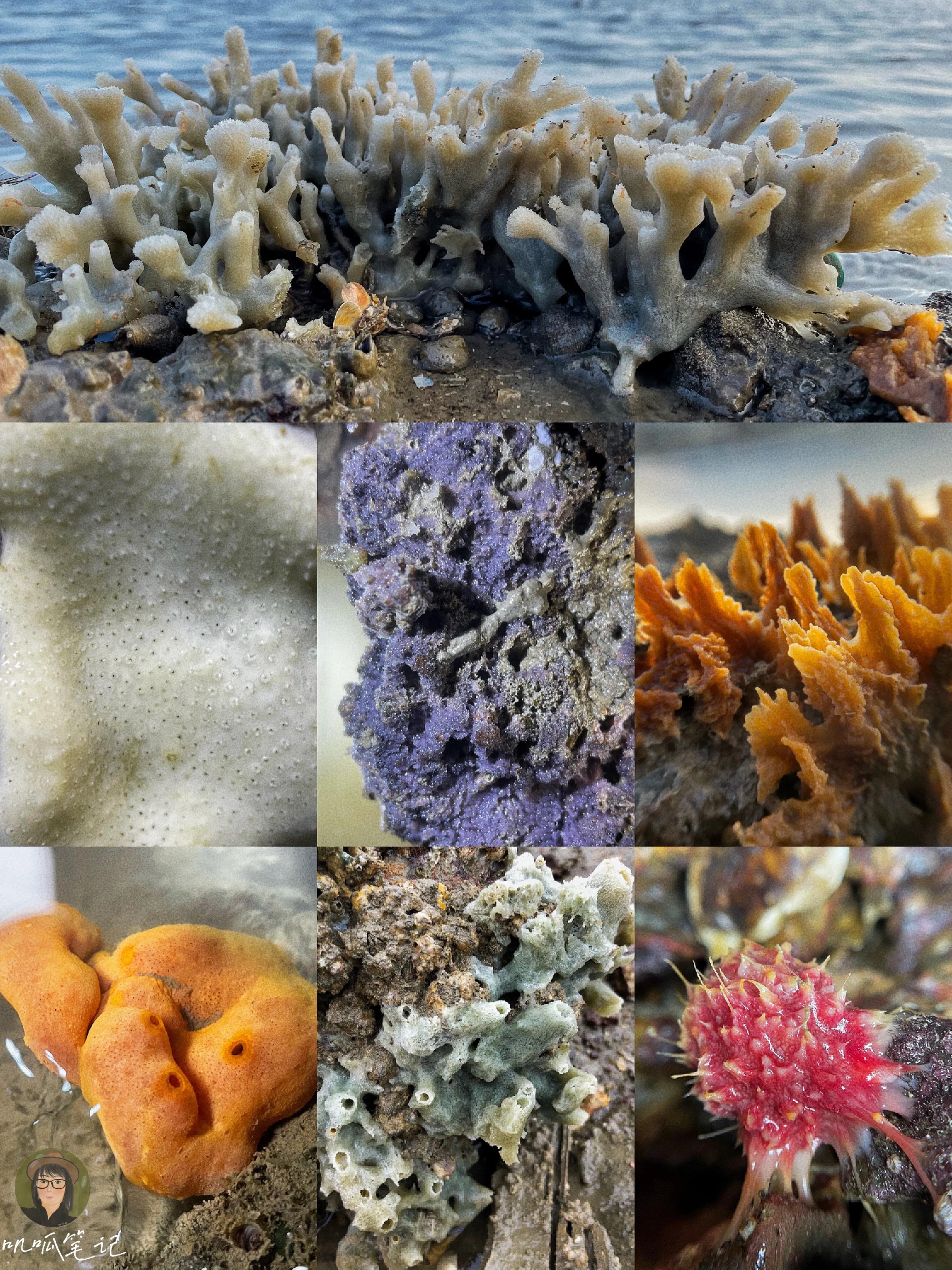 厦门赶海海怪,赶海十大奇怪生物