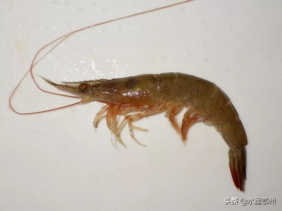 基围虾草虾算河虾吗,草虾基围虾对虾哪个贵