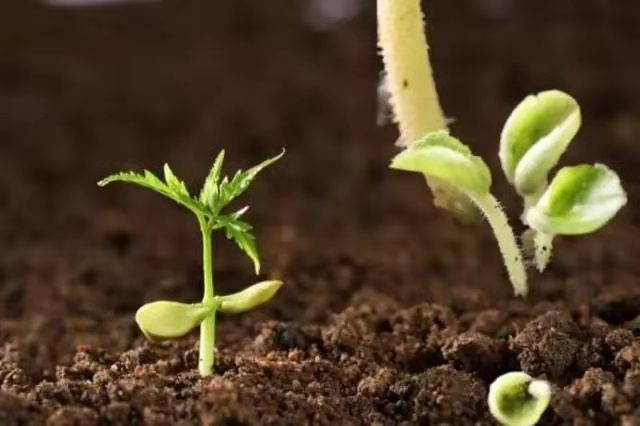 微生物源农药枯草芽孢杆菌的使用技术，“以菌治菌”防治土传病害