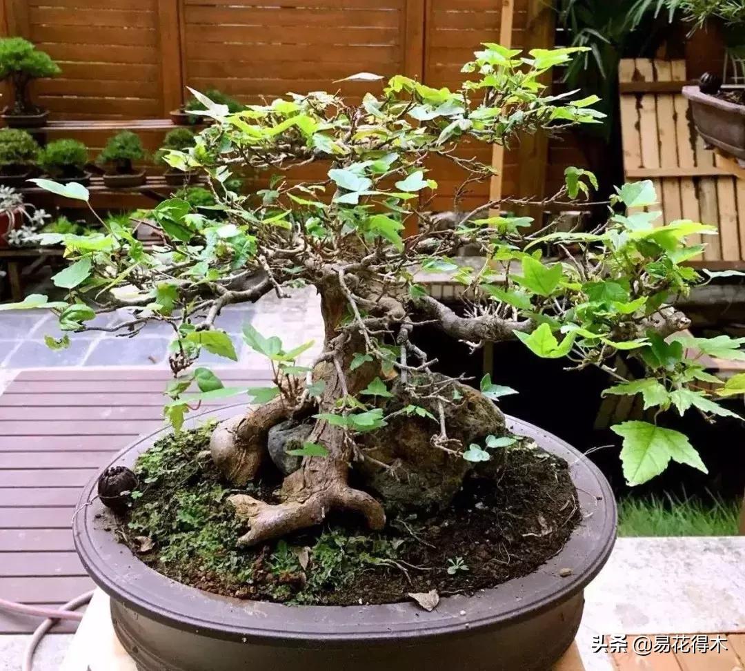 唐枫和红枫有什么区别,日本红枫和黄金枫区别