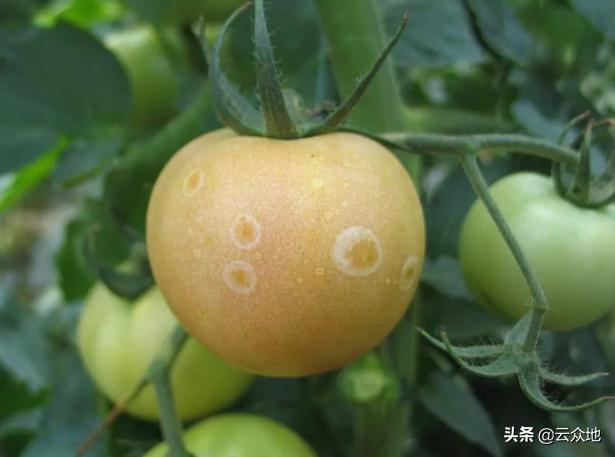番茄溃疡病打什么药,番茄细菌性溃疡病