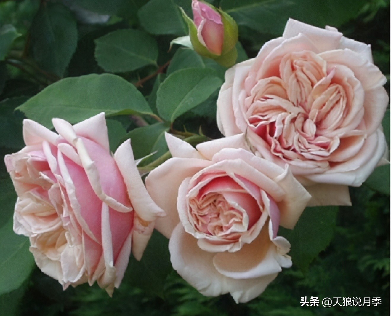 怦然心动的万人迷月季，原来从它而来（终篇）
