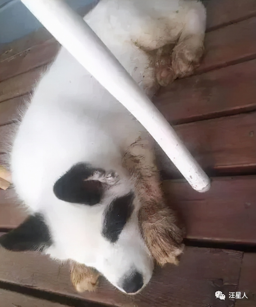 哈士奇和萨摩结合，生下了只超丑的宝宝，可没想到长大后这么飒