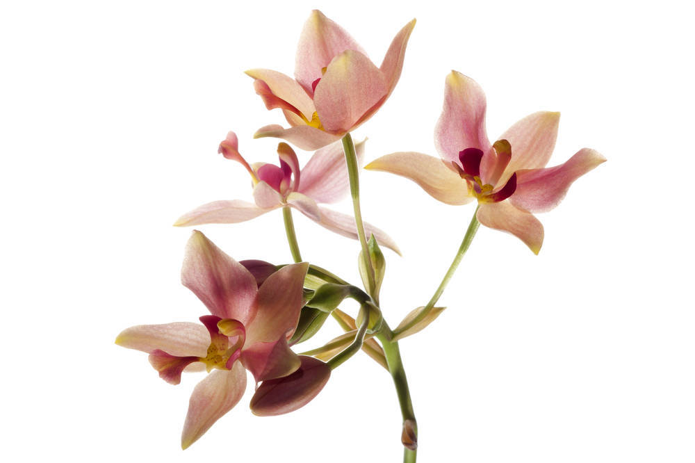 兰花有花箭了怎么养护,兰花打花苞了怎么养护