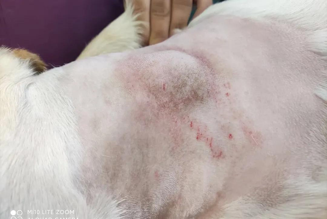 狗狗颈部有个包块是正常的吗,狗狗下巴有肿块用什么药治疗