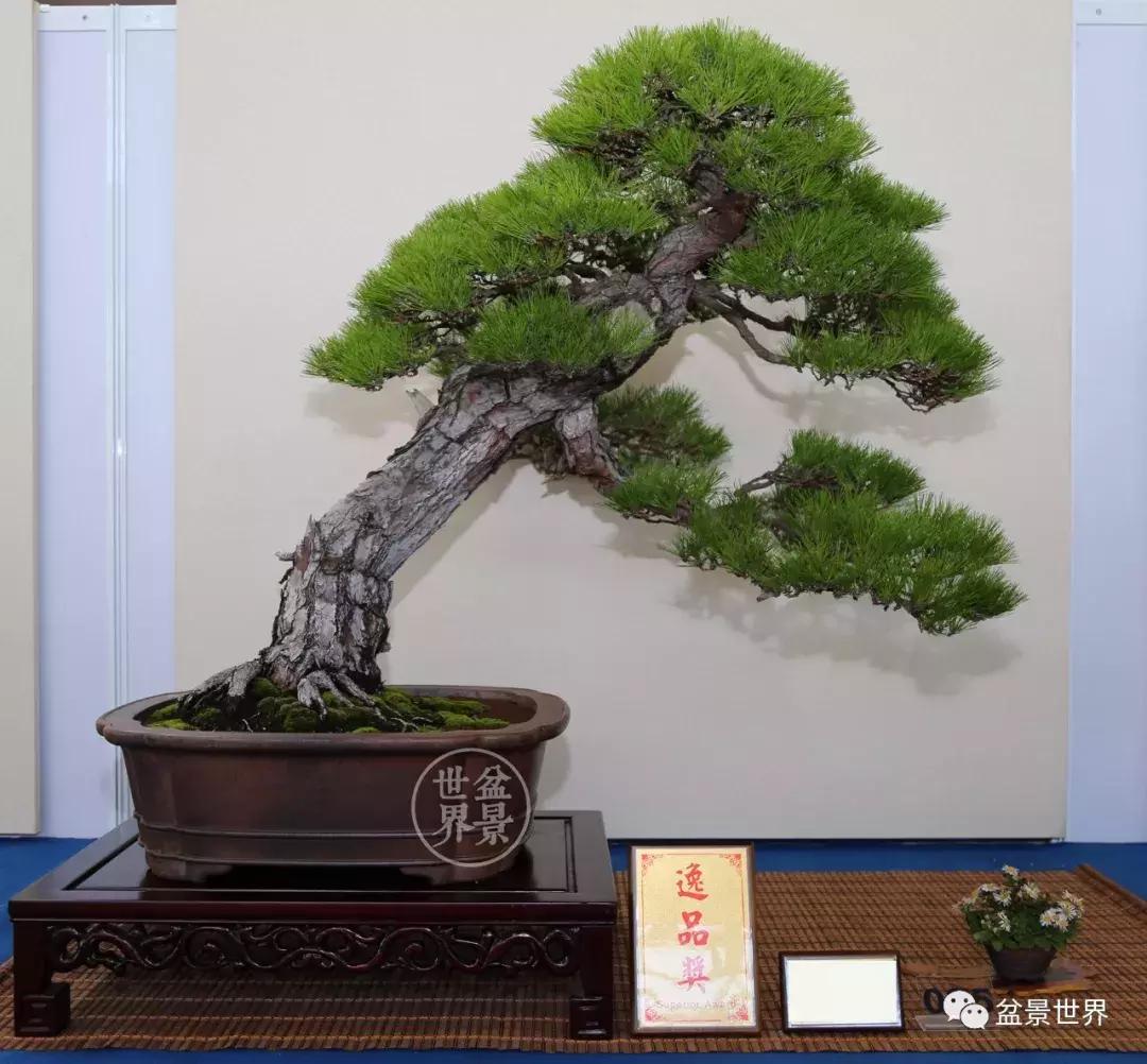 松树盆景经典大片,大斜杆式盆景得金奖作品松树