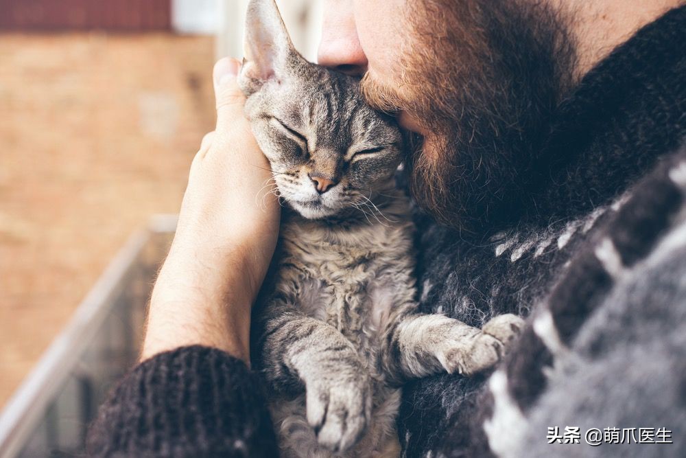 猫乱吃的食物太多样化,猫乱吃东西会吐吗