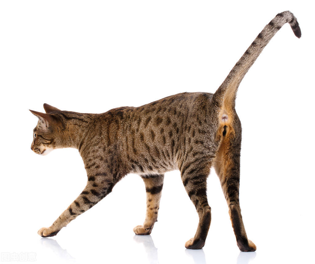 猫咪也会放屁吗,猫咪最近老是放屁是怎么回事
