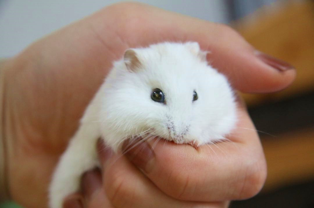 怎么养仓鼠仓鼠才跟你亲近,仓鼠怎么养才不咬人很粘人
