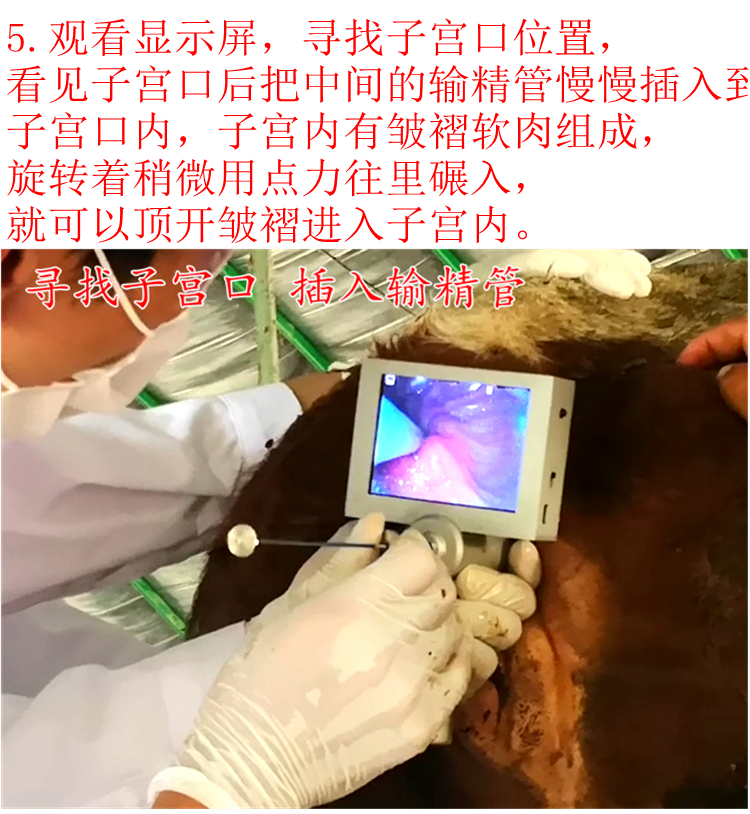 牛养殖技术答案,牛养殖技术及管理