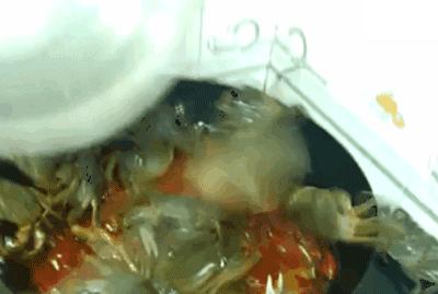 厨房即地狱，吃人不眨眼