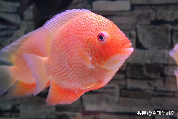 易养的热带观赏鱼有哪些,好养耐活的热带观赏鱼都有哪些