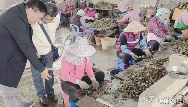 玛塔牡蛎钙对盐碱地的作用,玛塔牡蛎