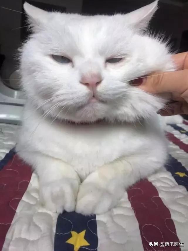 猫为什么喜欢屁股对着主人,猫对着人撅屁股是怎么回事