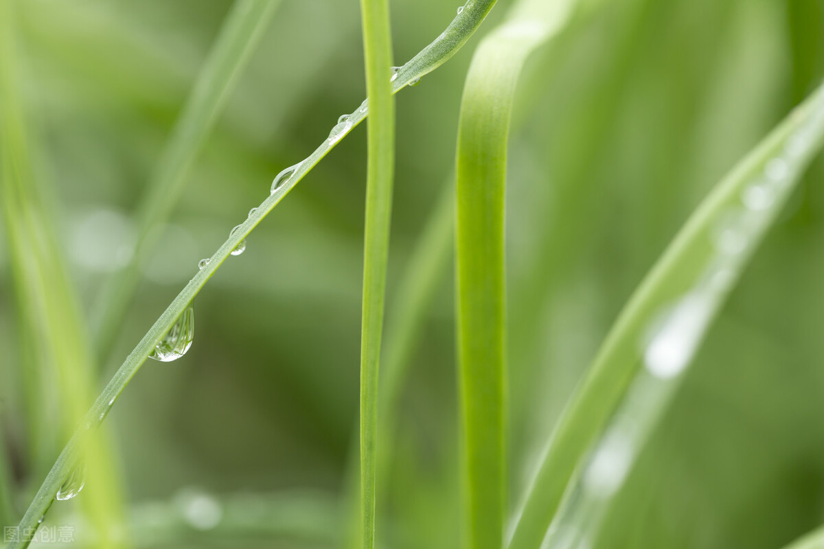薤露行曹植全文赏析,杂诗七首其一曹植诗词鉴赏