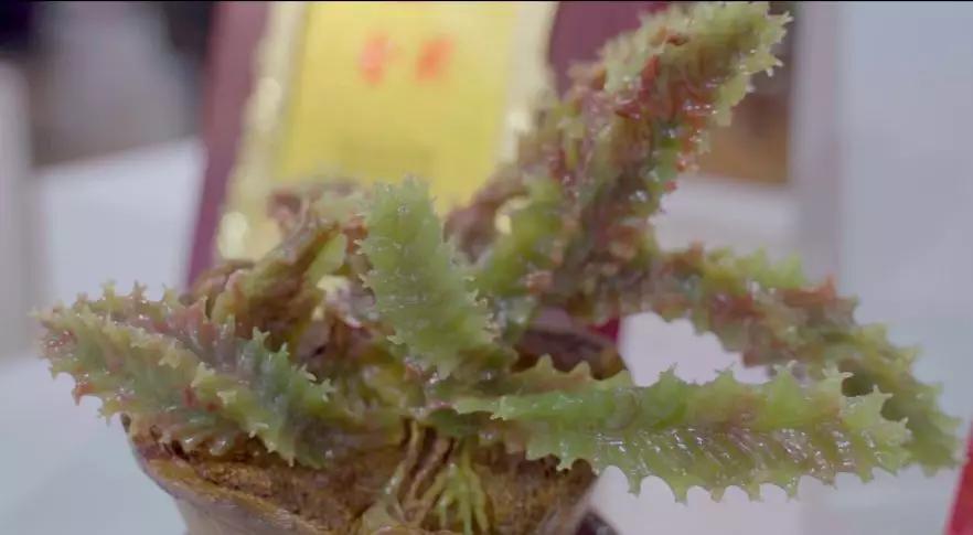 待到春暖花开时与你共赏樱花烂漫,待到春暖花开日便是把酒言欢时
