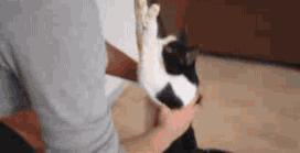 猫咪被跳蚤咬了还有救吗,猫咪身上被跳蚤咬了能体外驱虫吗
