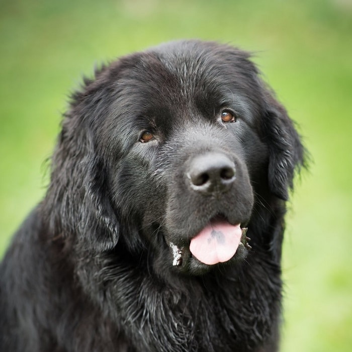 世界上最昂贵的犬,世界上十大最名贵的犬种附图