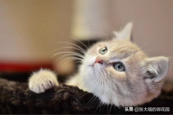 为什么猫咪的胡子和眉毛不可以剪,为什么猫咪的胡子不能剪