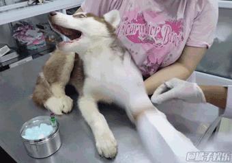 手术台上我无敌，小小塞牙我认怂！外科“一把刀”看牙记