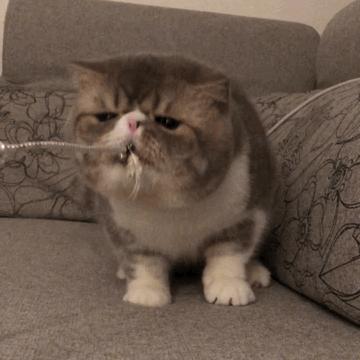 银白高地猫为什么不建议养,曼基康矮脚猫为什么不建议养