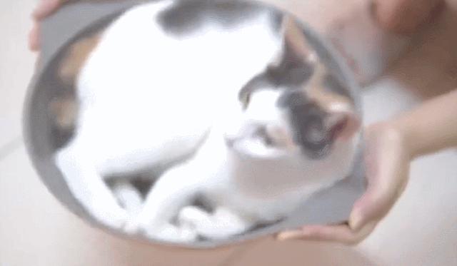 为什么猫咪那么傲娇还有人喜欢,猫咪这么可爱怎么有人舍得伤害