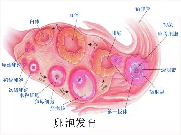 试管取卵取出了空卵泡该怎么办？会影响成功率么？