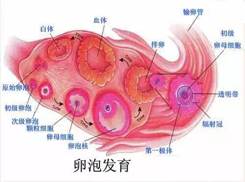 取了两个卵子胚胎成功概率大吗,取出的卵子质量差胚胎成功率高吗