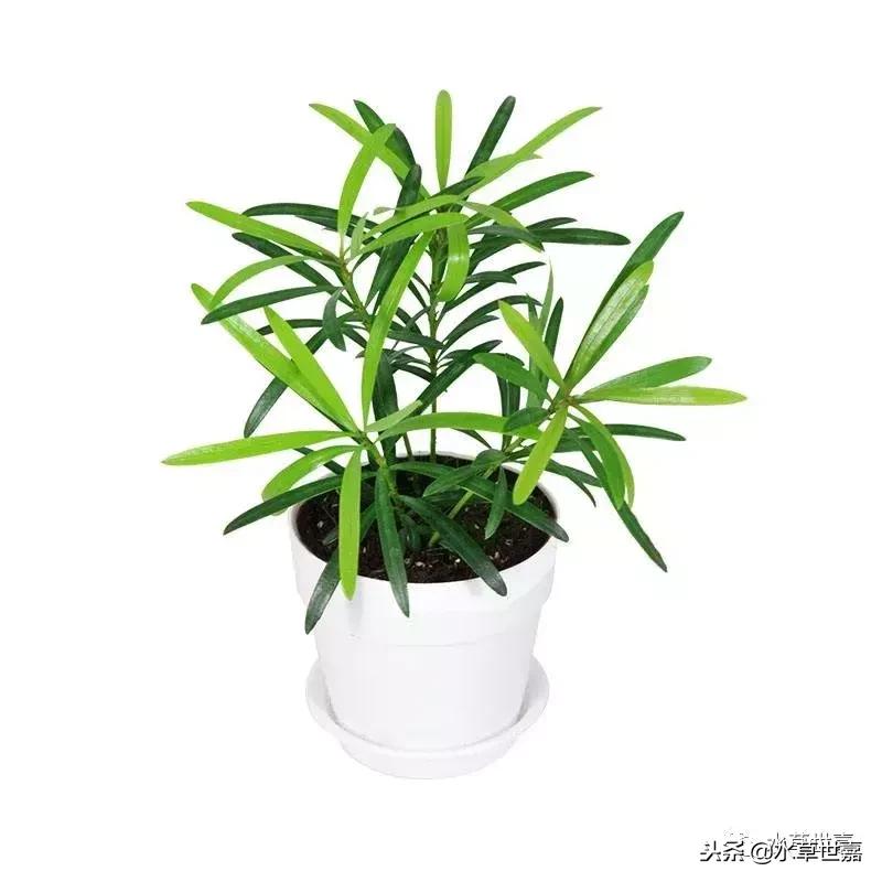 30cm水陆缸适合养什么,水陆缸植物前景中景后景搭配介绍