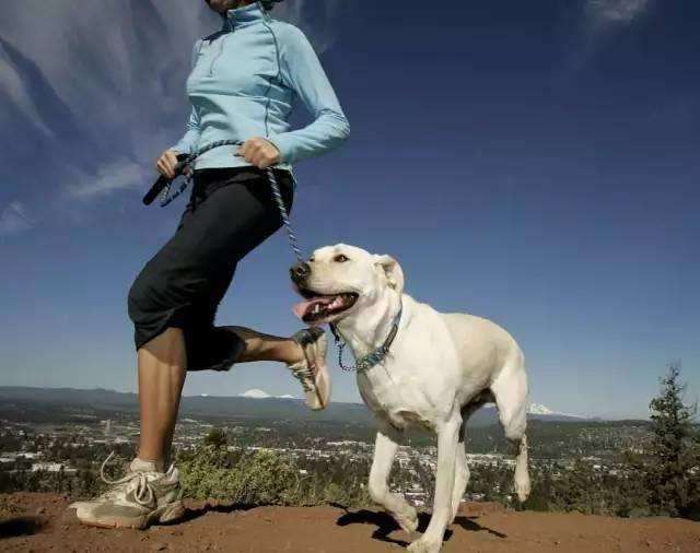 狗狗狂犬病症状是哪些表现,狗狗眼睛发红是不是狂犬病症状