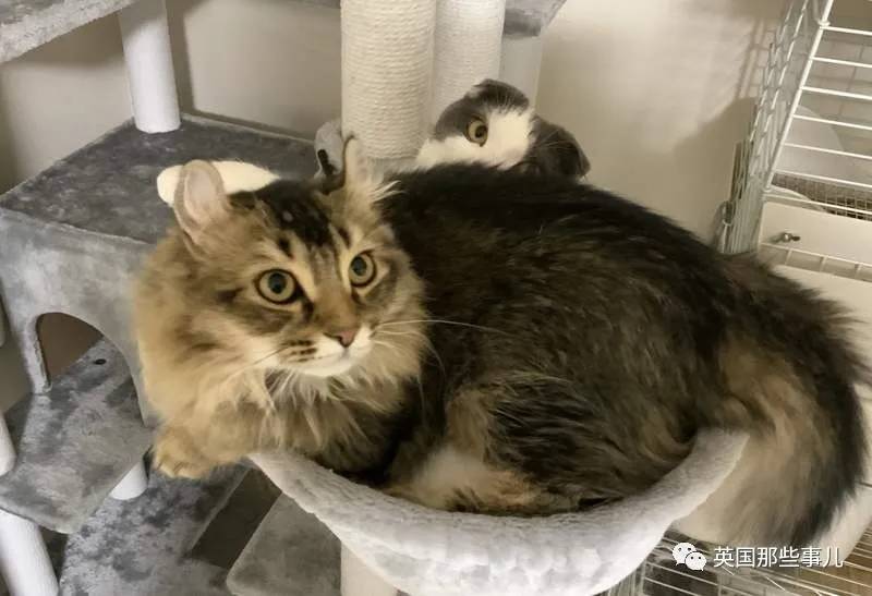 猫咪表情包喵星人,一组有故事的喵星人表情包