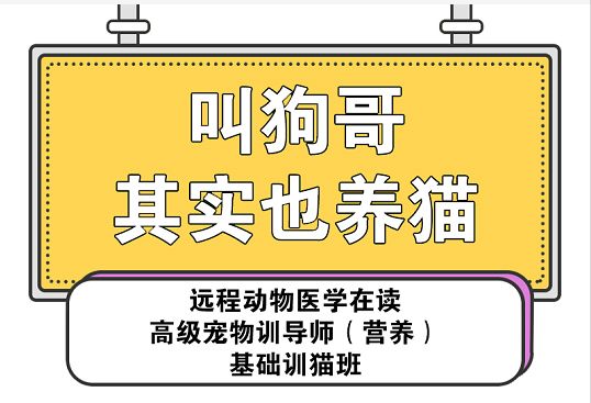 渴望爱肯拿k9,渴望爱肯拿现在还能买吗