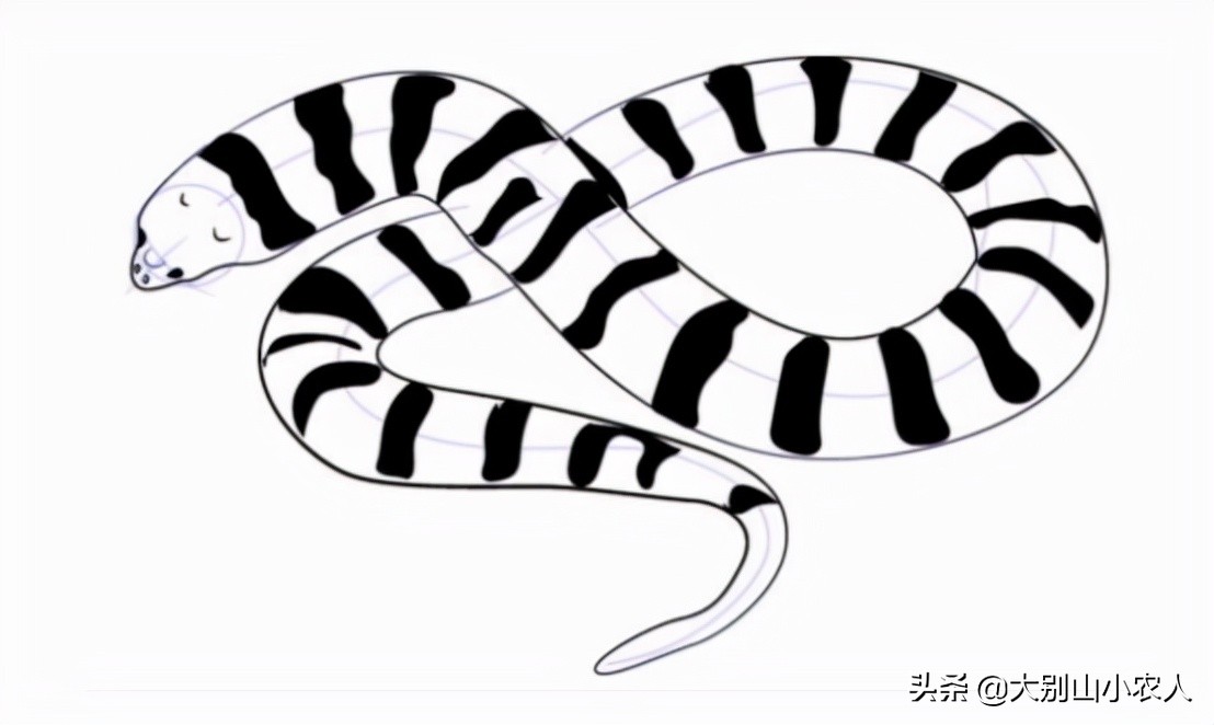 真•全村吃饭蛇：脾气温顺但毒素却能深入骨髓，就是被咬后要睡觉