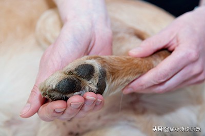 狗狗爪子红肿经常舔脚，有可能是趾间炎，原因、预防主人要了解