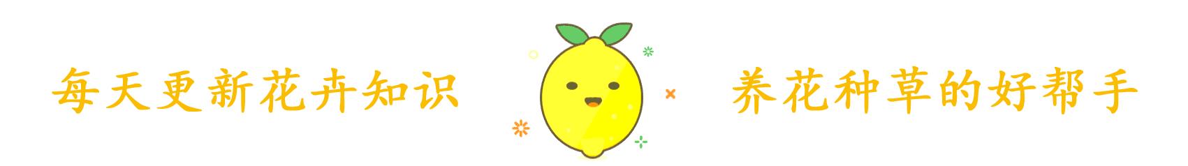 养花营养土羊粪的配制方法,养花土最佳配方