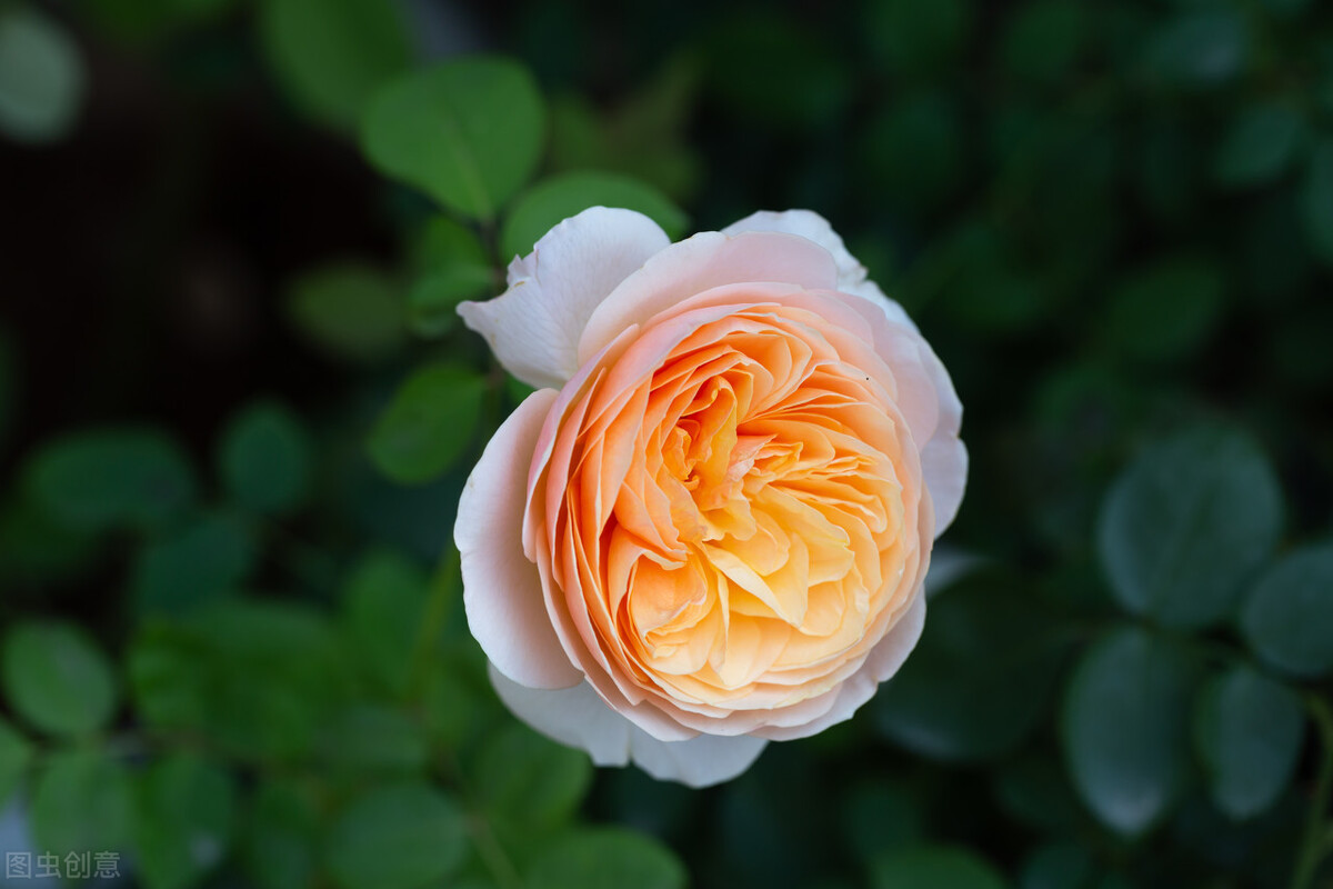 愿时光不老愿我们常在青春易逝,愿时光不老我们不散留住美好时光