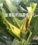 你家的玉米烂心吗？病害还是虫害？发病规律是什么？如何防治？