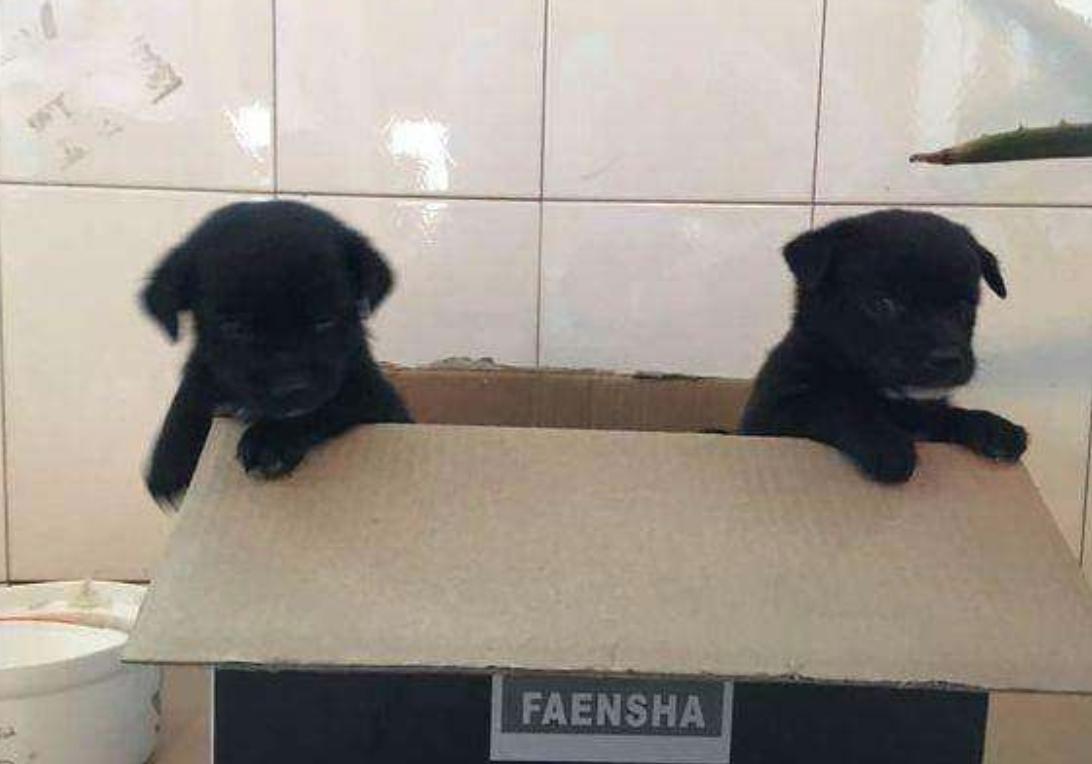 狗狗生宝宝需要注意什么,在家给狗狗接生应该注意什么
