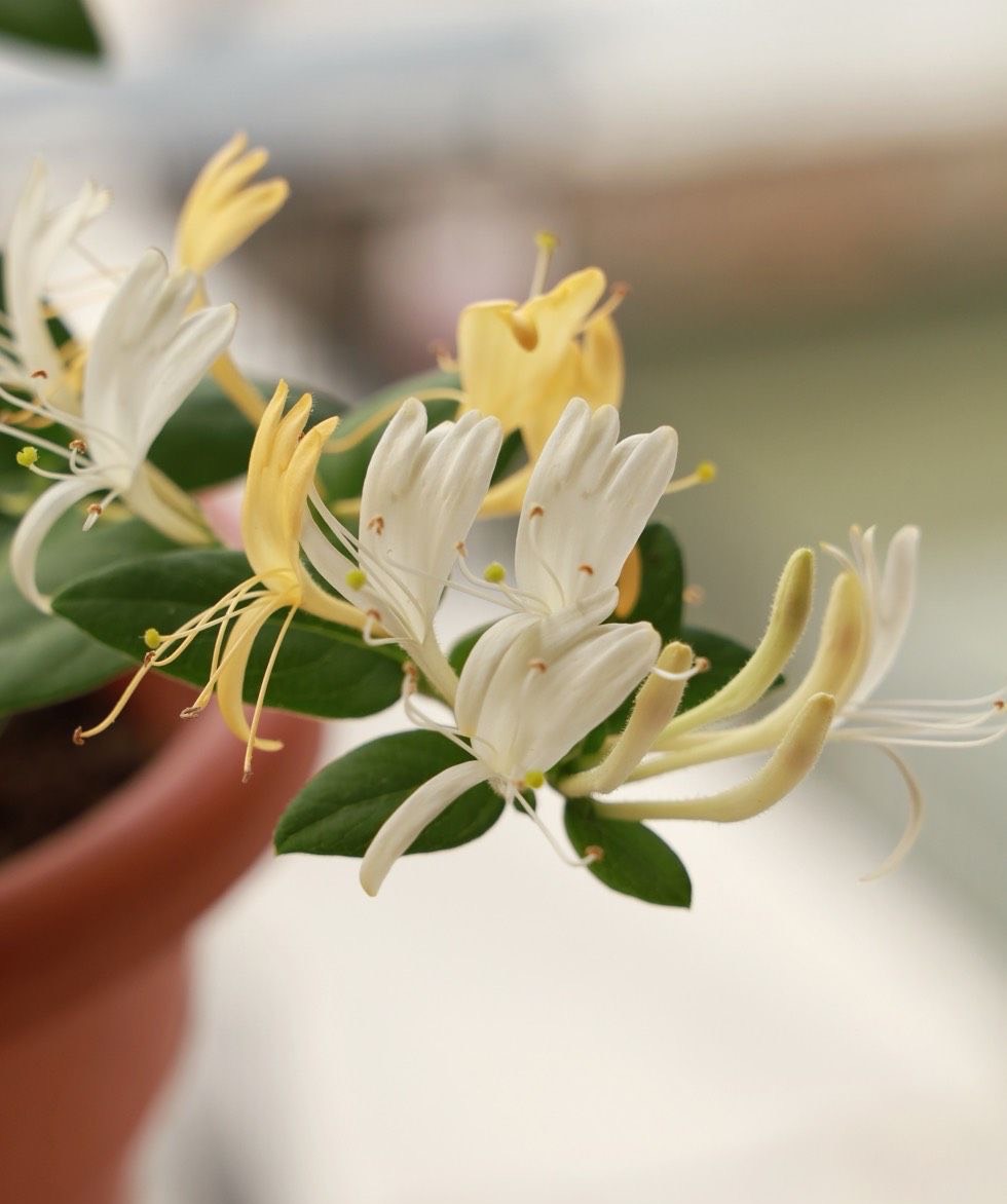 金银花怎么养成盆景,盆栽金银花养殖方法