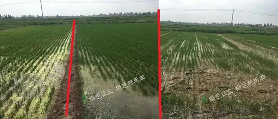 盐碱土，作物不爱长怎么办？