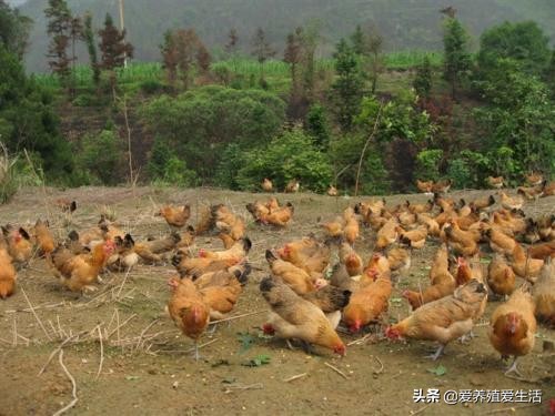 三句话告诉你鸡腿软是怎么回事？又应该怎么预防？