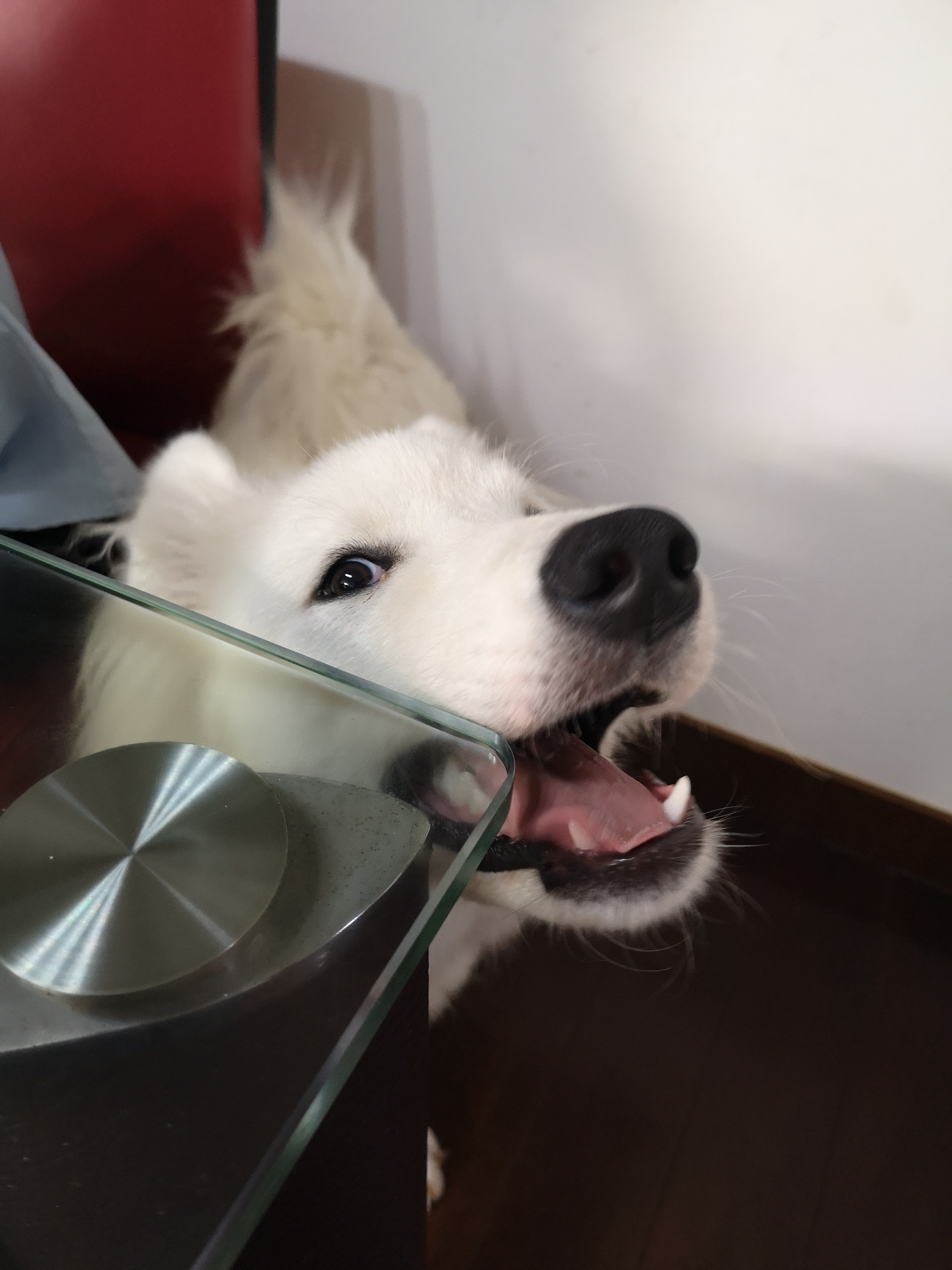 狗狗喝水也护食,狗狗特别能喝水这样正常吗