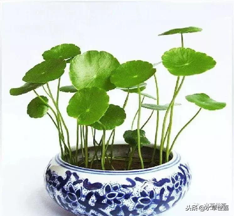 30cm水陆缸适合养什么,水陆缸植物前景中景后景搭配介绍
