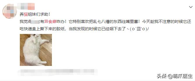 猫乱吃的食物太多样化,猫乱吃东西会吐吗