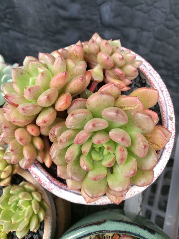 误打误撞的多肉情缘，带我走进多肉小世界！