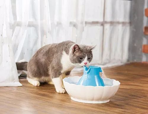 猫咪脱水说明什么问题,猫咪怎样才算是脱水