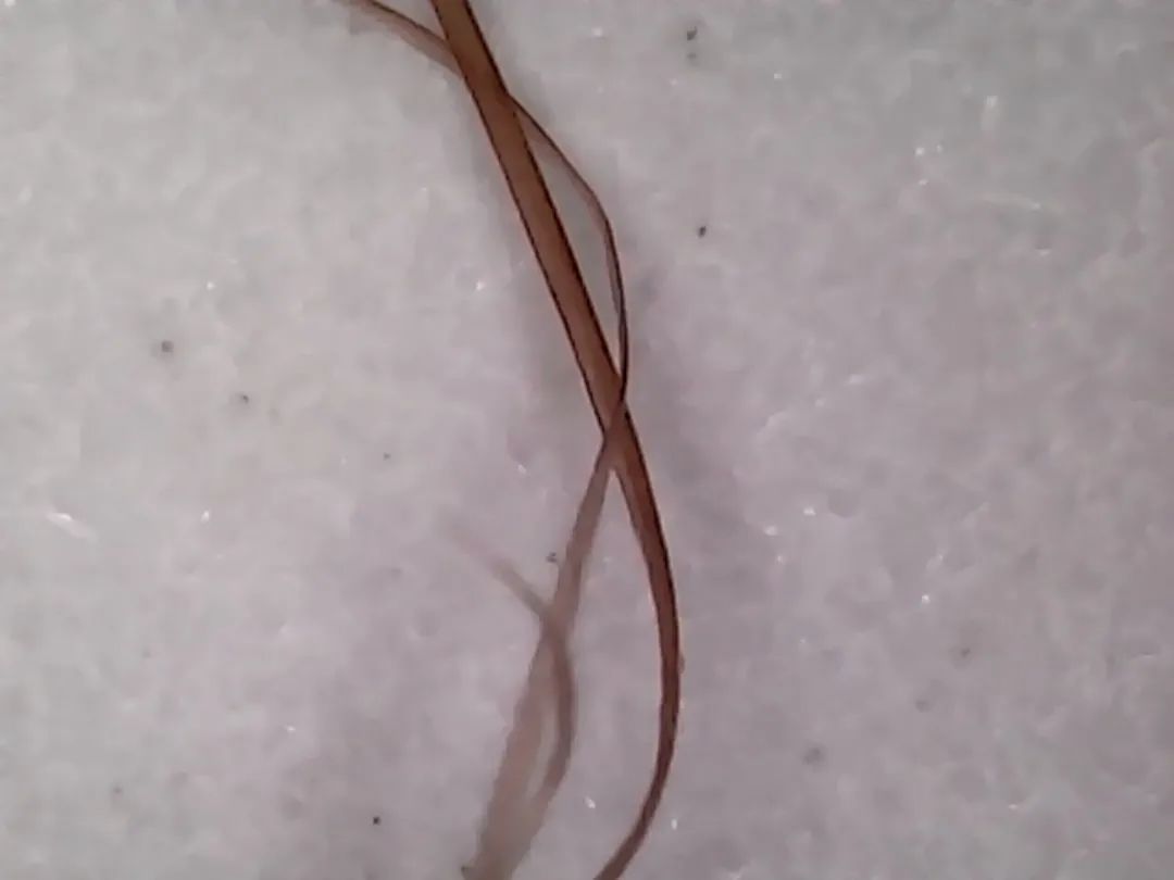 暑假孩子玩手机不如打篮球吧,儿童显微镜放大蚂蚁120倍
